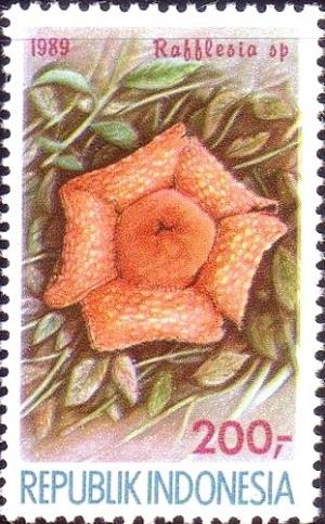 Colnect-955-837-Rafflesia-sp.jpg