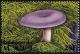 Colnect-2606-991-Russula-marine.jpg