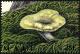 Colnect-2606-992-Grass-Green-Russula-Russula-aeruginea.jpg