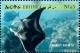 Colnect-3531-340-Manta-Ray-Manta-birostris.jpg