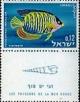 Colnect-442-420-Red-Sea-Fish.jpg