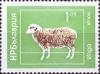 Colnect-4024-241-Domestic-Sheep-Ovis-ammon-aries.jpg