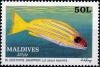 Colnect-4172-541-Bluestripe-Snapper-Lutjanus-kasmira.jpg