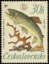 Colnect-438-492-River-Trout-Salmo-trutta-morpha-fario.jpg