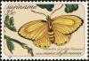 Colnect-4994-852-Cloudless-Sulphur-Catopsilia-ebule.jpg