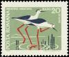 Colnect-5046-519-Black-winged-Stilt-Himantopus-himantopus.jpg