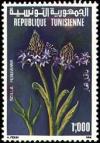 Colnect-556-410-Portuguese-Squill-Scilla-peruviana.jpg