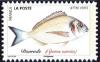 Colnect-5639-650-Gilthead-Seabream-Sparus-aurata.jpg