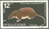 Colnect-615-562-Common-Shrew-Sorex-araneus.jpg