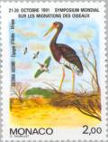 Colnect-149-463-Abdim-s-Stork-Ciconia-abdimii.jpg