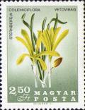 Colnect-456-626-Sternbergia-Sternbergia-colchiciflora.jpg