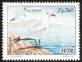 Colnect-5174-554-Audouin-s-Gull-Larus-audouinii.jpg