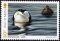 Colnect-5293-747-Eider-Somateria-mollissima.jpg