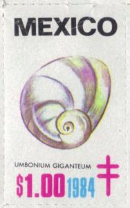 Colnect-2207-005-Button-top-shell-Umbonium-giganteum.jpg