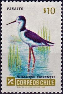 Colnect-4704-356-Black-winged-Stilt-Himantopus-himantopus.jpg