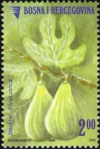 Colnect-1173-458-Figs---Smokva---Ficus-carica.jpg