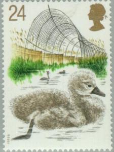 Colnect-122-866-Juvenile-Mute-Swan-Cygnus-olor-Duck-Trap-.jpg