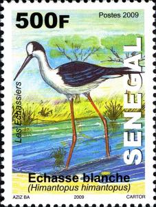 Colnect-1618-930-Black-winged-Stilt-Himantopus-himantopus.jpg