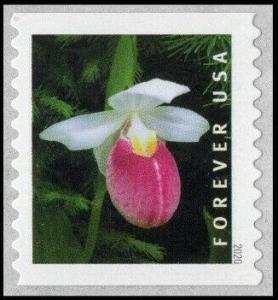 Colnect-6781-737-Showy-Lady-s-Slipper-Cypripedium-reginae.jpg