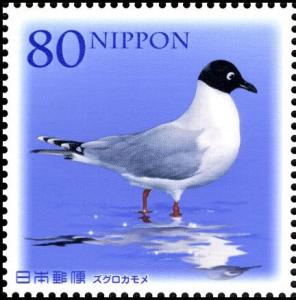 Colnect-5042-253-Saunder-s-Gull-Larus-saundersi.jpg