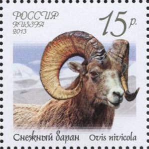 Colnect-1448-790-Snow-Sheep-Ovis-nivicola.jpg