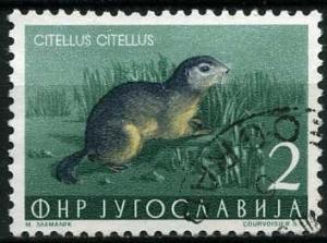 Colnect-1367-213-European-Ground-Squirrel-Spermophilus-citellus.jpg