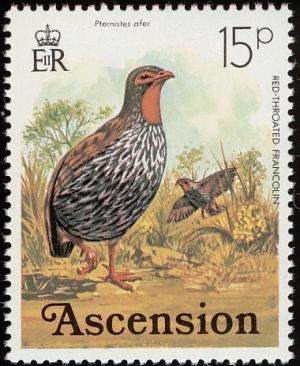 Colnect-1405-640-Red-necked-Spurfowl-Francolinus-afer.jpg