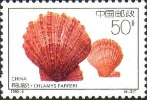 Colnect-1480-071-Farrer--s-Scallop-Chlamys-farreri.jpg