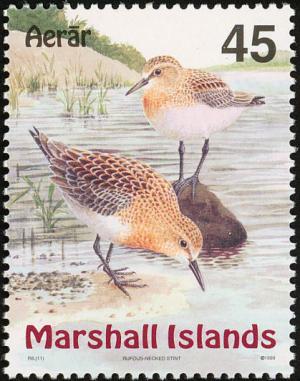 Colnect-1599-547-Red-necked-Stint-Calidris-ruficollis.jpg