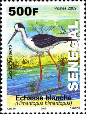 Colnect-1618-930-Black-winged-Stilt-Himantopus-himantopus.jpg