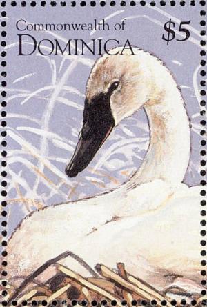 Colnect-1748-098-Trumpeter-Swan%C2%A0Cygnus-buccinator.jpg