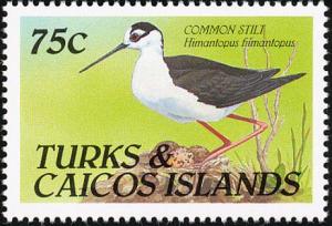 Colnect-1764-365-Black-winged-Stilt-Himantopus-himantopus.jpg