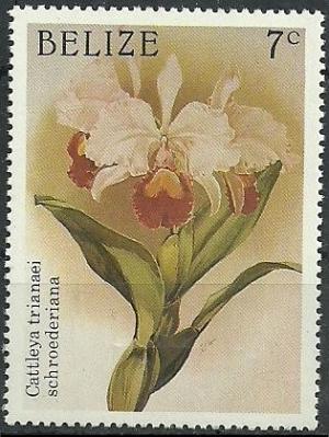 Colnect-1790-237-Cattleya-schroederae-synCattleya-trianae-varschroederae.jpg