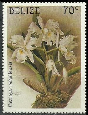 Colnect-1790-244-Cattleya-warscewiczii-syn-Cattleya-warscewiczii-var-roche.jpg