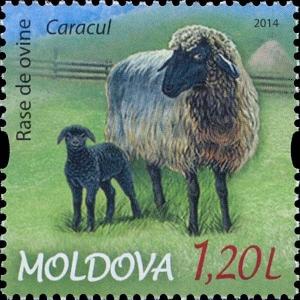 Colnect-2401-633-Karakul-Sheep-Ovis-ammon-aries.jpg