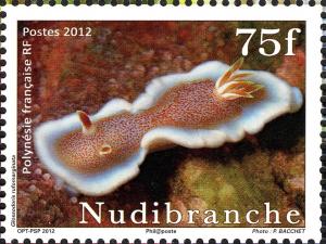 Colnect-2428-620-White-margin-Sea-Slug-Glossodoris-rufomarginata.jpg