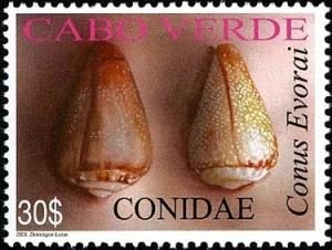 Colnect-2517-745-Sea-Snail-Conus-evorai.jpg