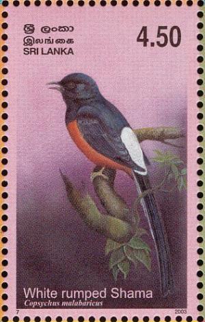 Colnect-2543-478-White-rumped-Shama-Copsychus-malabaricus.jpg