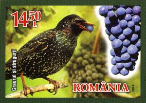 Colnect-2760-086-Starling-Sturnus-vulgaris-Grapes.jpg