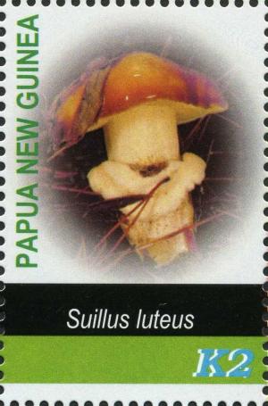 Colnect-3197-728-Suillus-luteus.jpg