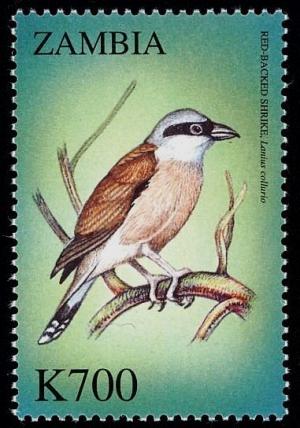 Colnect-3507-653-Red-backed-Shrike--%C2%A0Lanius-collurio.jpg