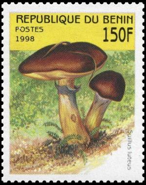 Colnect-3603-996-Suillus-luteus.jpg