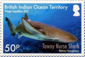 Colnect-3623-345-Tawny-Nurse-Shark-Nebrius-ferrugineus.jpg