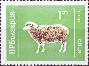 Colnect-4024-241-Domestic-Sheep-Ovis-ammon-aries.jpg