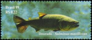 Colnect-4025-519-Dorado-Salminus-maxillosus-.jpg