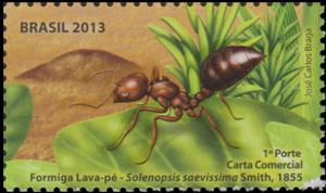 Colnect-4072-777-Red-Ant-Solenopsis-saevissima.jpg