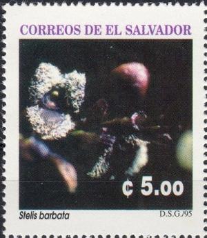 Colnect-4107-992-Stelis-barbata.jpg