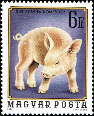 Colnect-4502-902-Piglet-Sus-scrofa-domestica.jpg