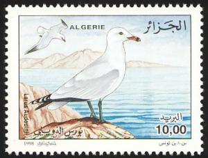 Colnect-5174-554-Audouin-s-Gull-Larus-audouinii.jpg