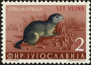 Colnect-5216-512-European-Ground-Squirrel-Spermophilus-citellus.jpg